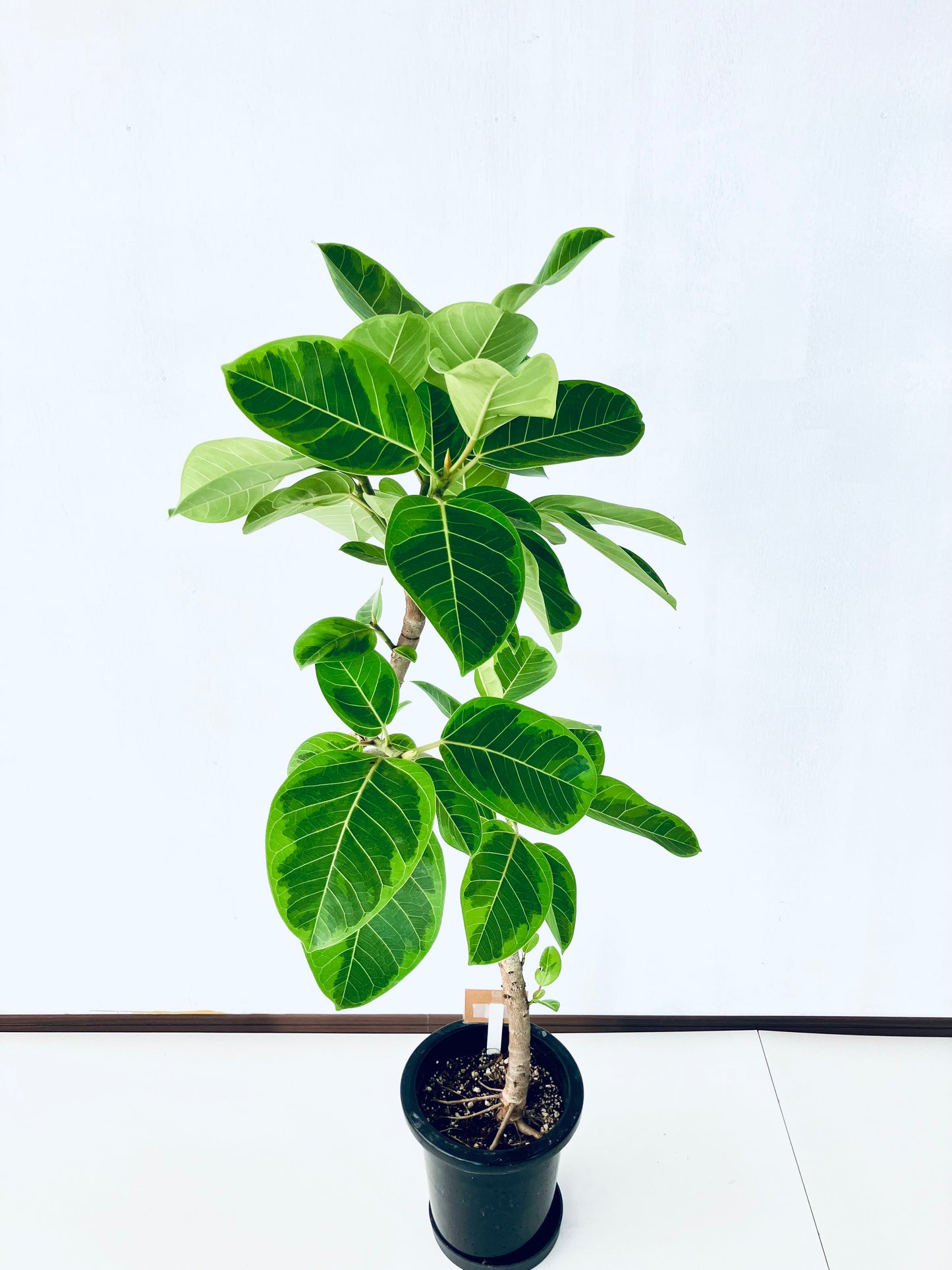 現品商品＠7 アルテシマ 8号（高さ：136cm 幅：68cm）