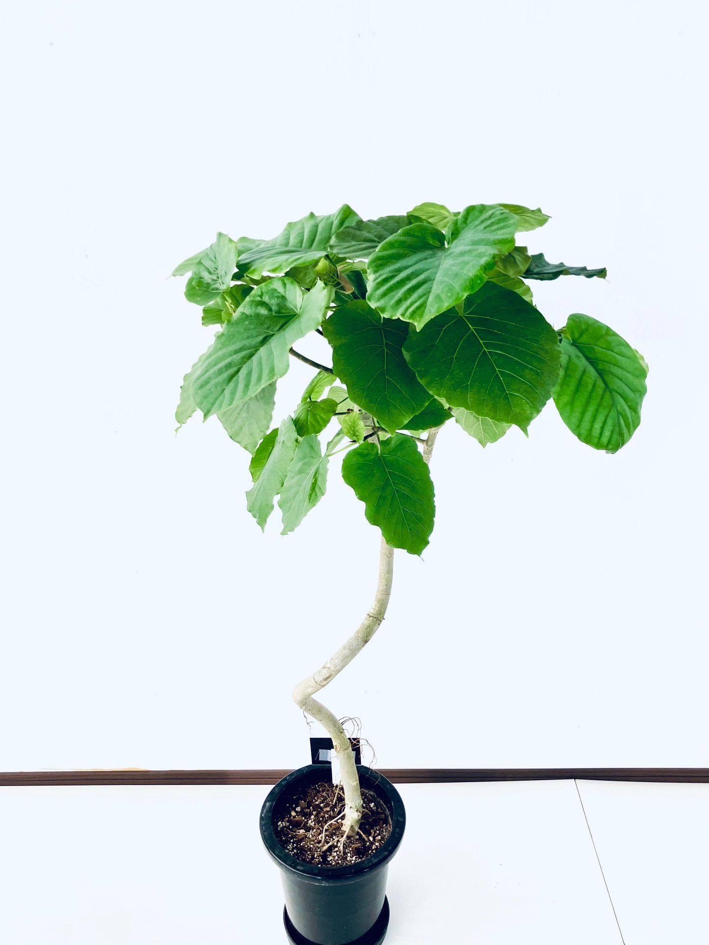 現品商品＠8 ウンベラータ 8号（高さ：128cm、幅：65cm）