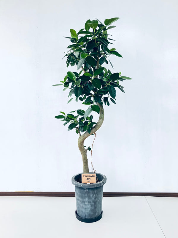 現品商品@3 フランスゴム 8号（高さ：135cm、幅：54cm）