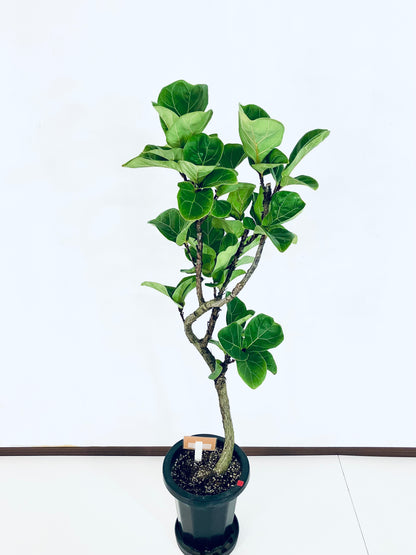 現品商品＠1 バンビーノ 8号（高さ：127cm、幅：41cm）