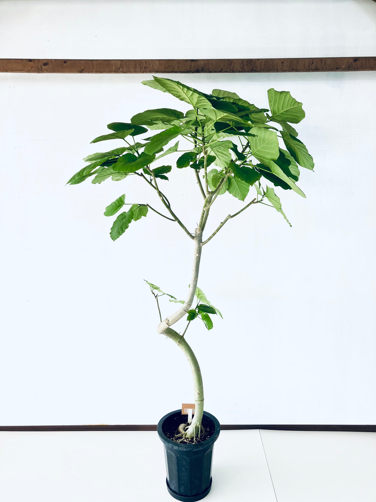 現品商品＠4 ウンベラータ 10号（高さ：185cm、幅：110cm）