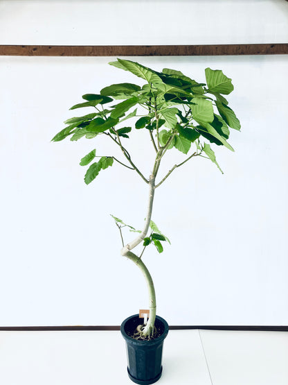 現品商品＠4 ウンベラータ 10号（高さ：185cm、幅：110cm）