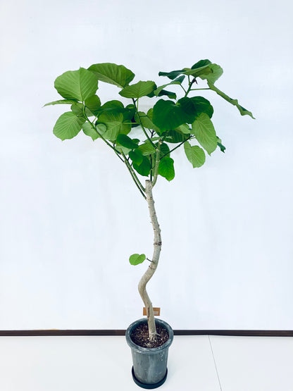 現品商品＠2 ウンベラータ8号（高さ：155cm、幅：80cm）