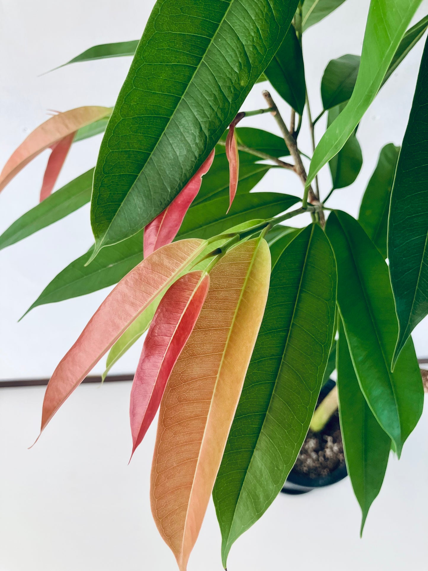 現品商品＠2 アムステルダム 8号（高さ：159cm、幅：90cm）