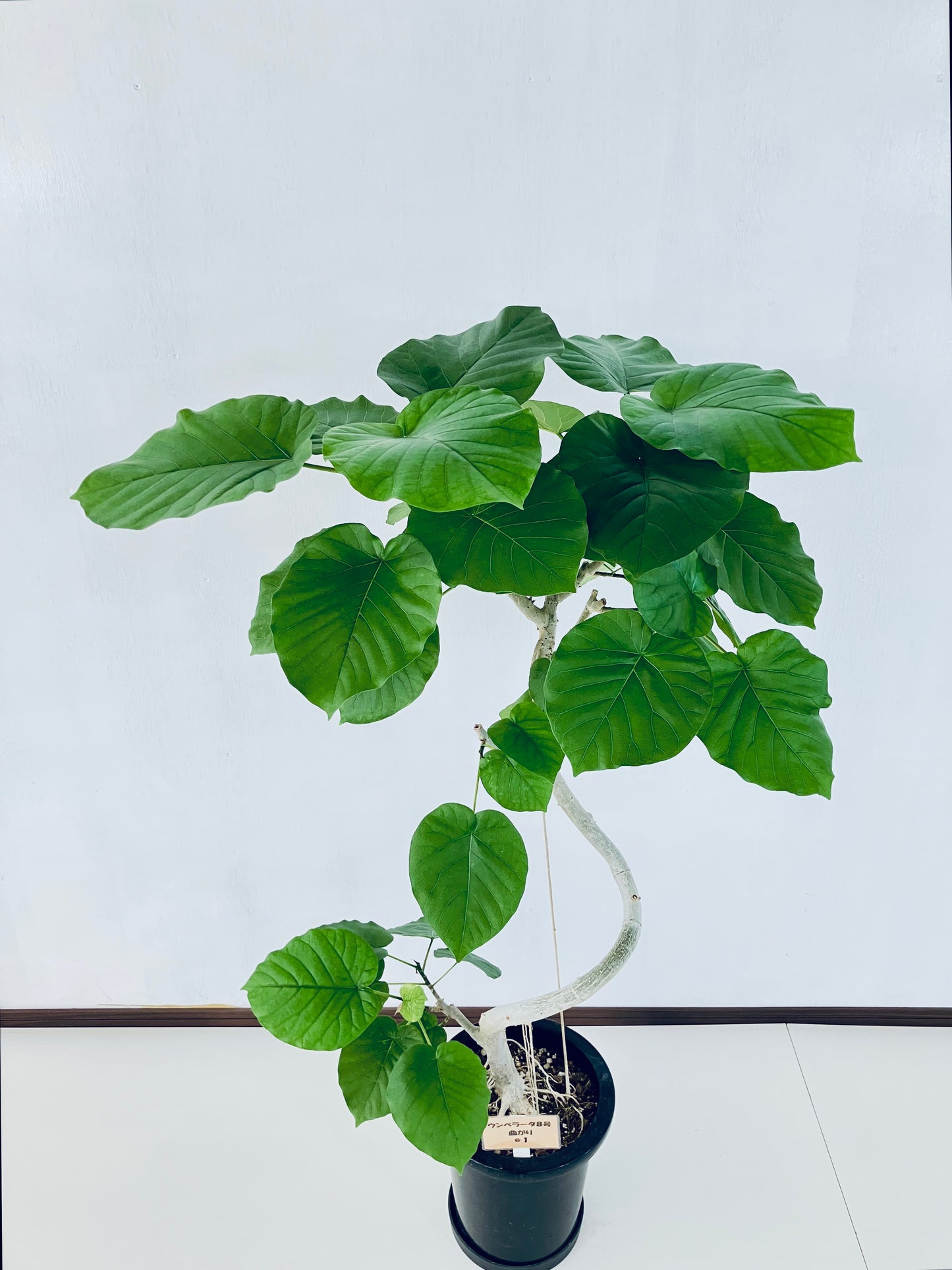 現品商品＠1 ウンベラータ 8号（高さ：120m、幅：80cm）