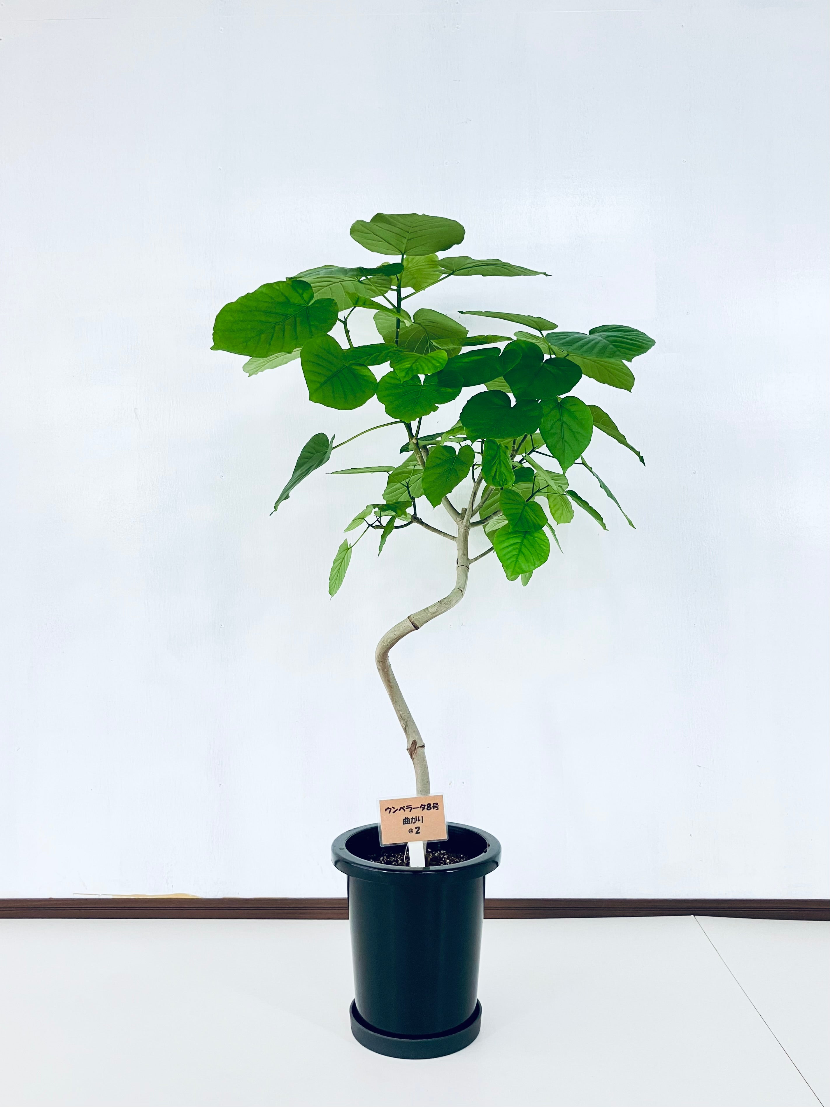 フィカス・ウンベラータ 8号の現品商品 | 観葉植物通販AONOKI（あおのき）