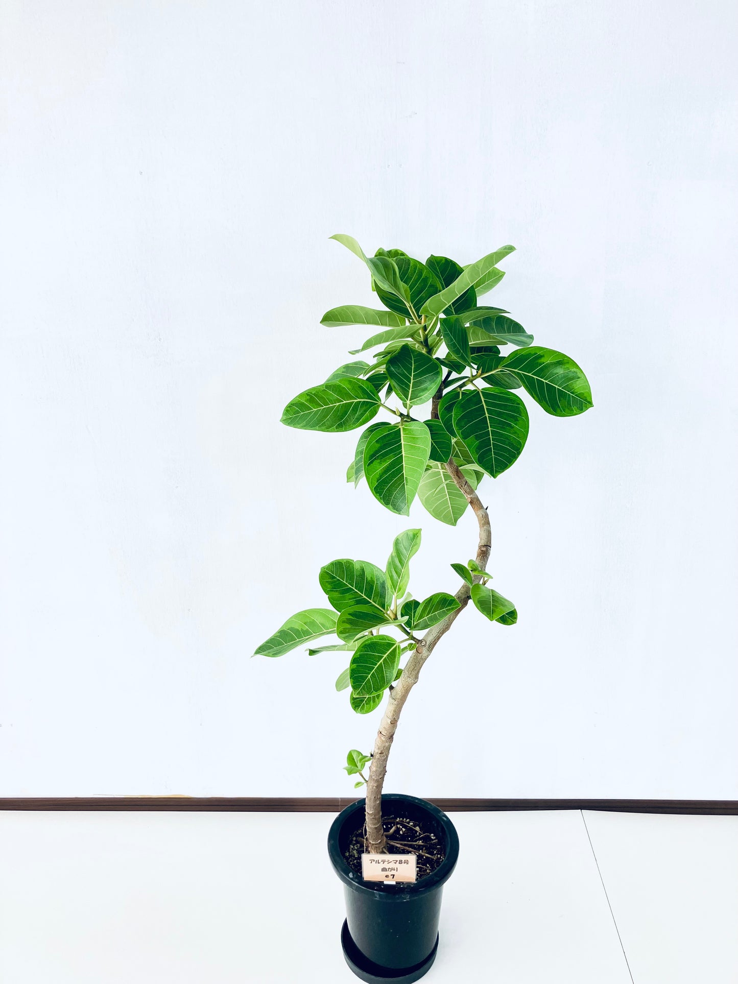 現品商品＠7 アルテシマ 8号（高さ：136cm 幅：68cm）