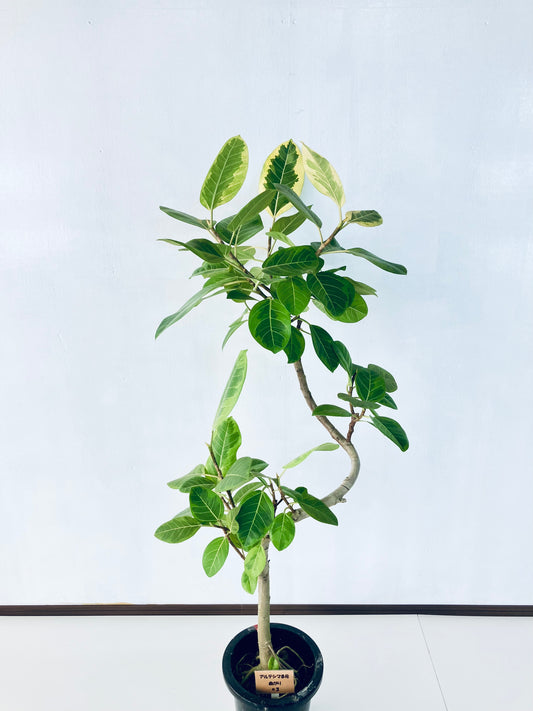 現品商品＠3 アルテシマ 8号（高さ：150cm、幅：75cm）