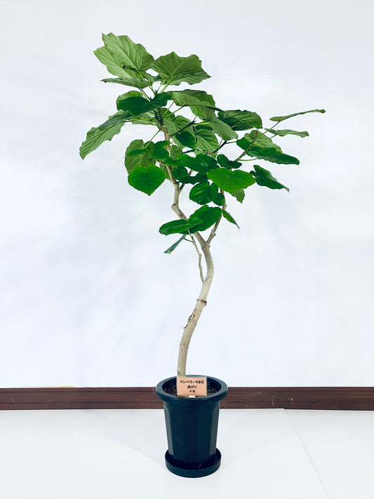 現品商品＠4 ウンベラータ 8号 曲がり（高さ：145cm、幅：90cm）