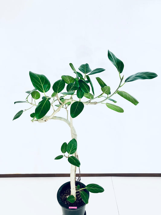 【Unique Form】ベンガレンシス 8号（高さ：130cm、幅：90cm）#6