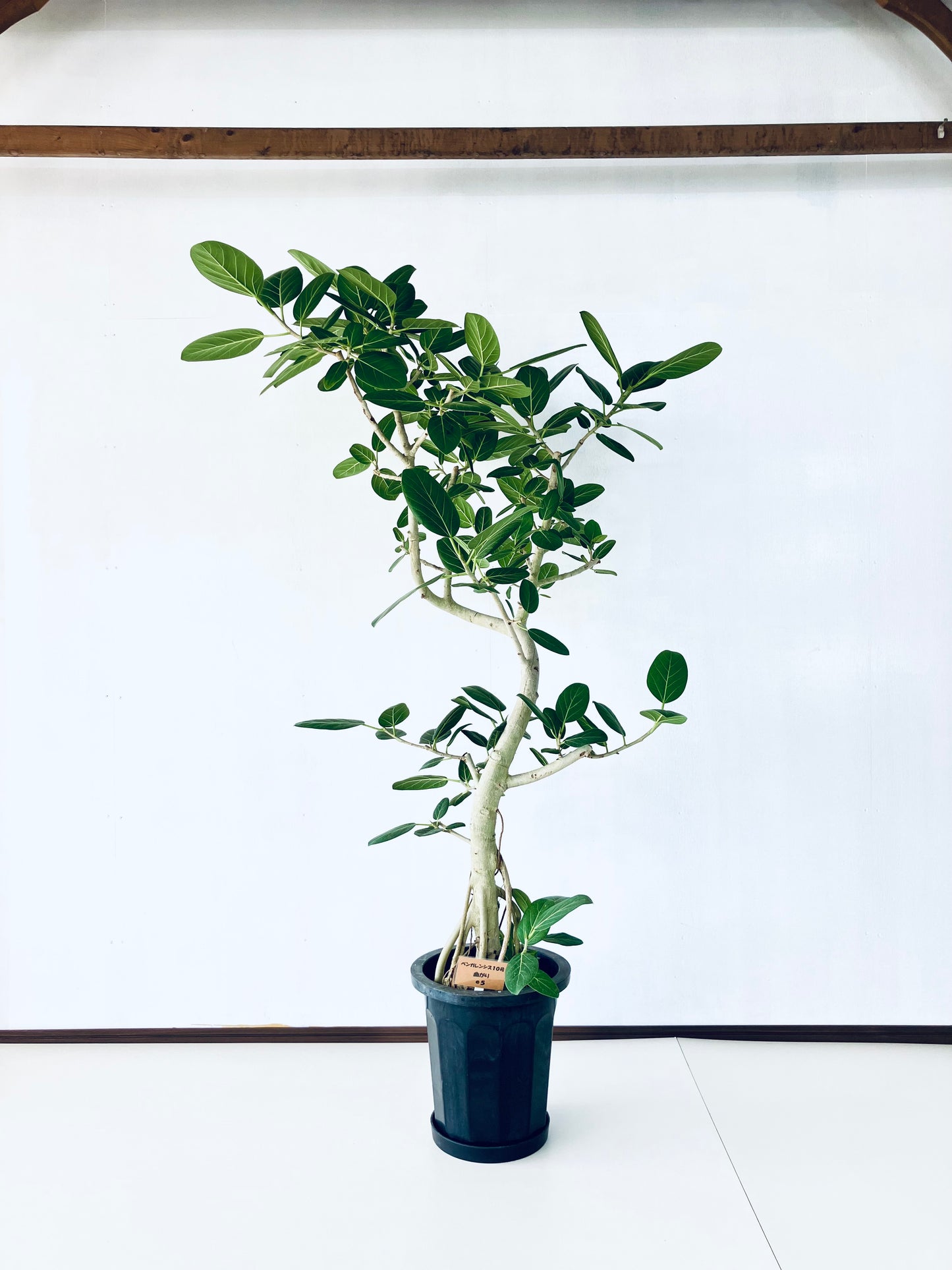 現品商品@5 ベンガレンシス 10号（高さ：176cm、幅：103cm）