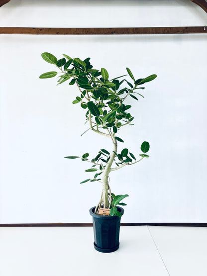 現品商品@5 ベンガレンシス 10号（高さ：176cm、幅：103cm）