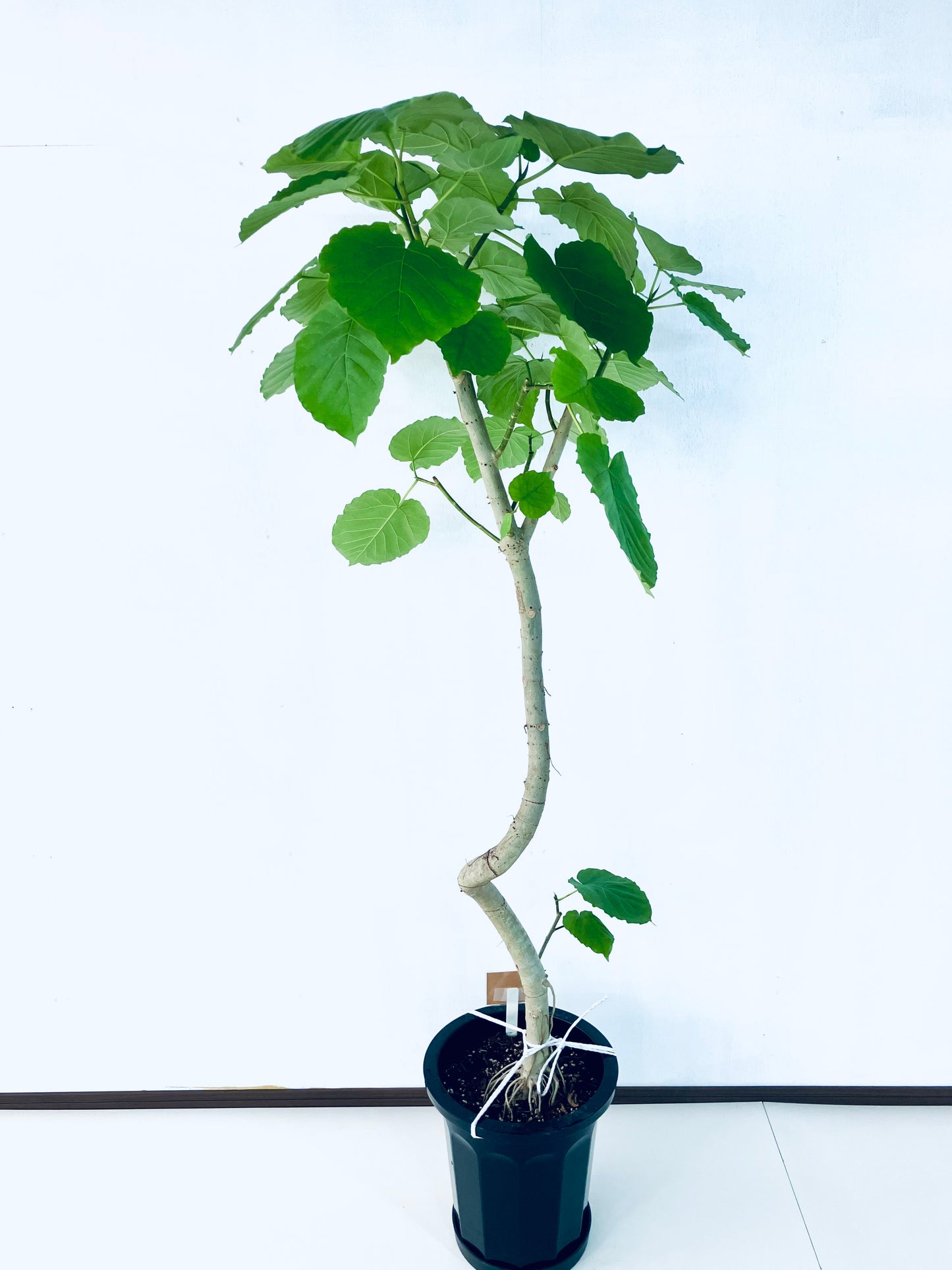 現品商品＠2 ウンベラータ 10号（高さ：175cm、幅：82cm）