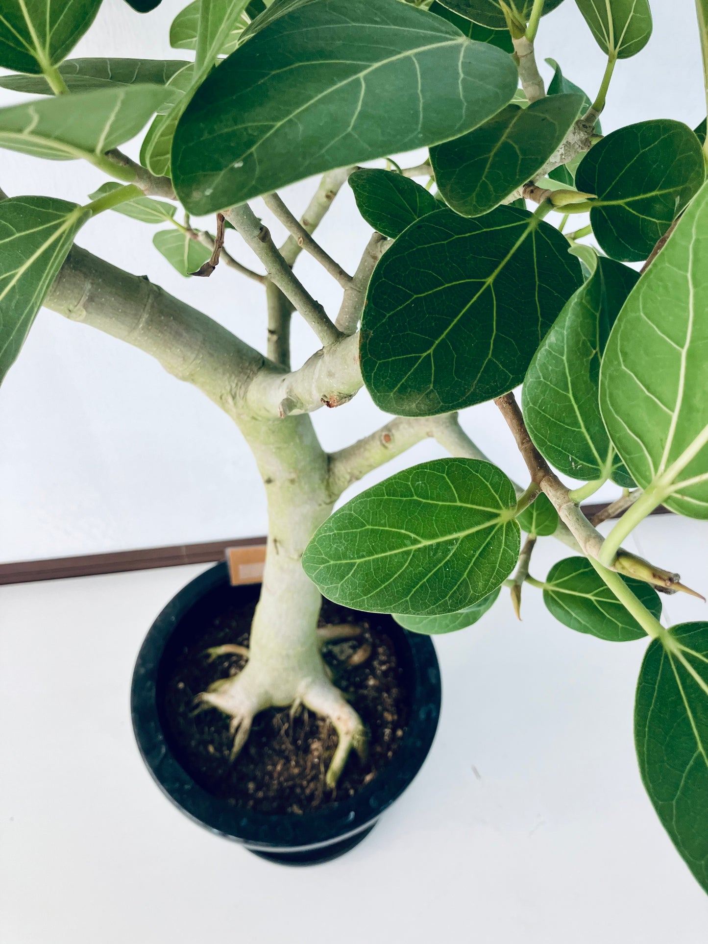 現品商品＠4 ベンガレンシス 8号（高さ：137cm、幅：70cm）