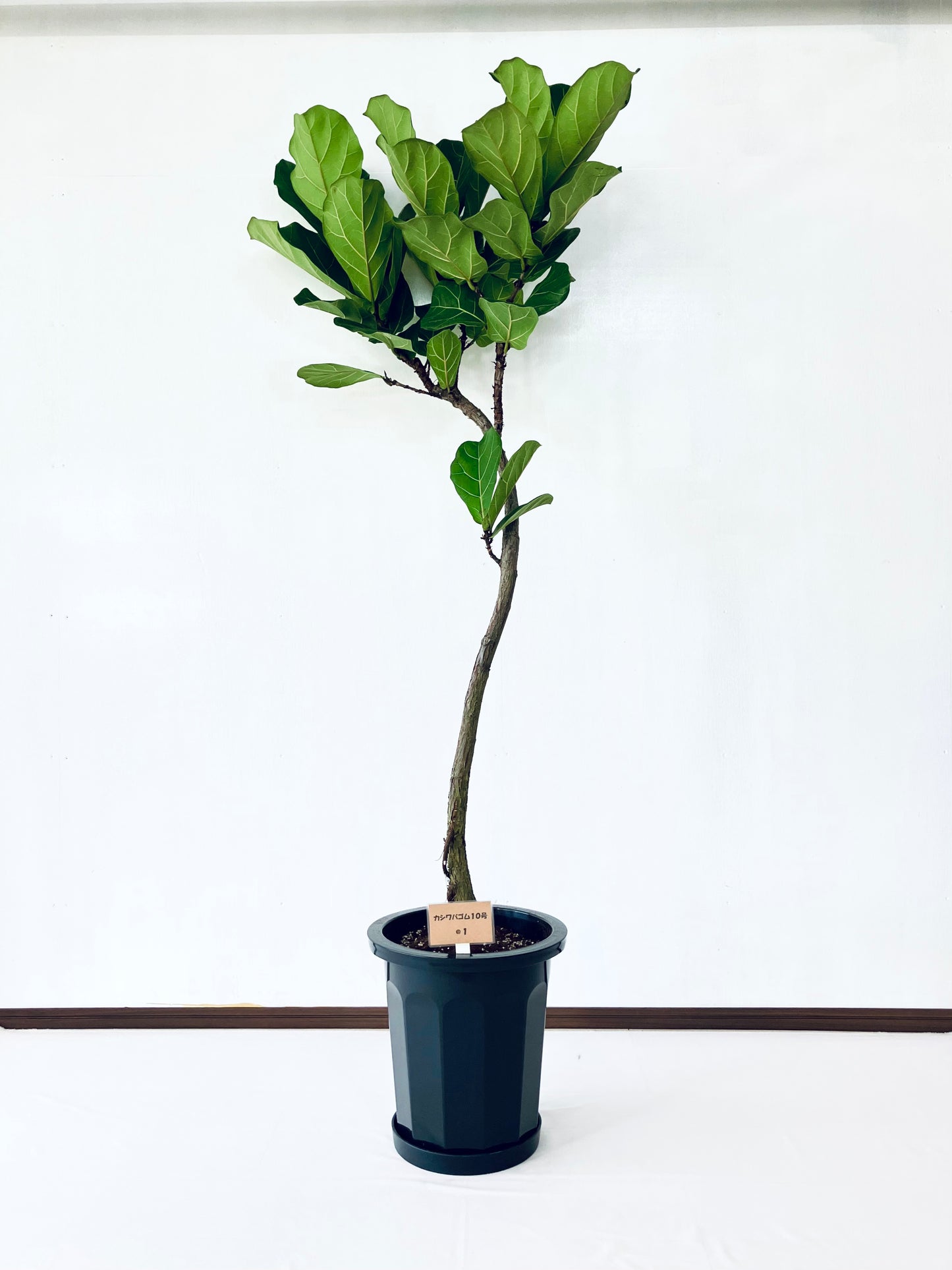 現品商品＠1 カシワバゴム 10号（高さ：177cm、幅：80cm）