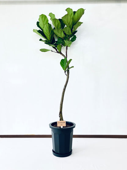 現品商品＠1 カシワバゴム 10号（高さ：177cm、幅：80cm）