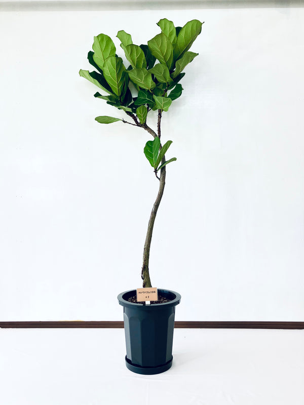 現品商品＠1 カシワバゴム 10号（高さ：177cm、幅：80cm）