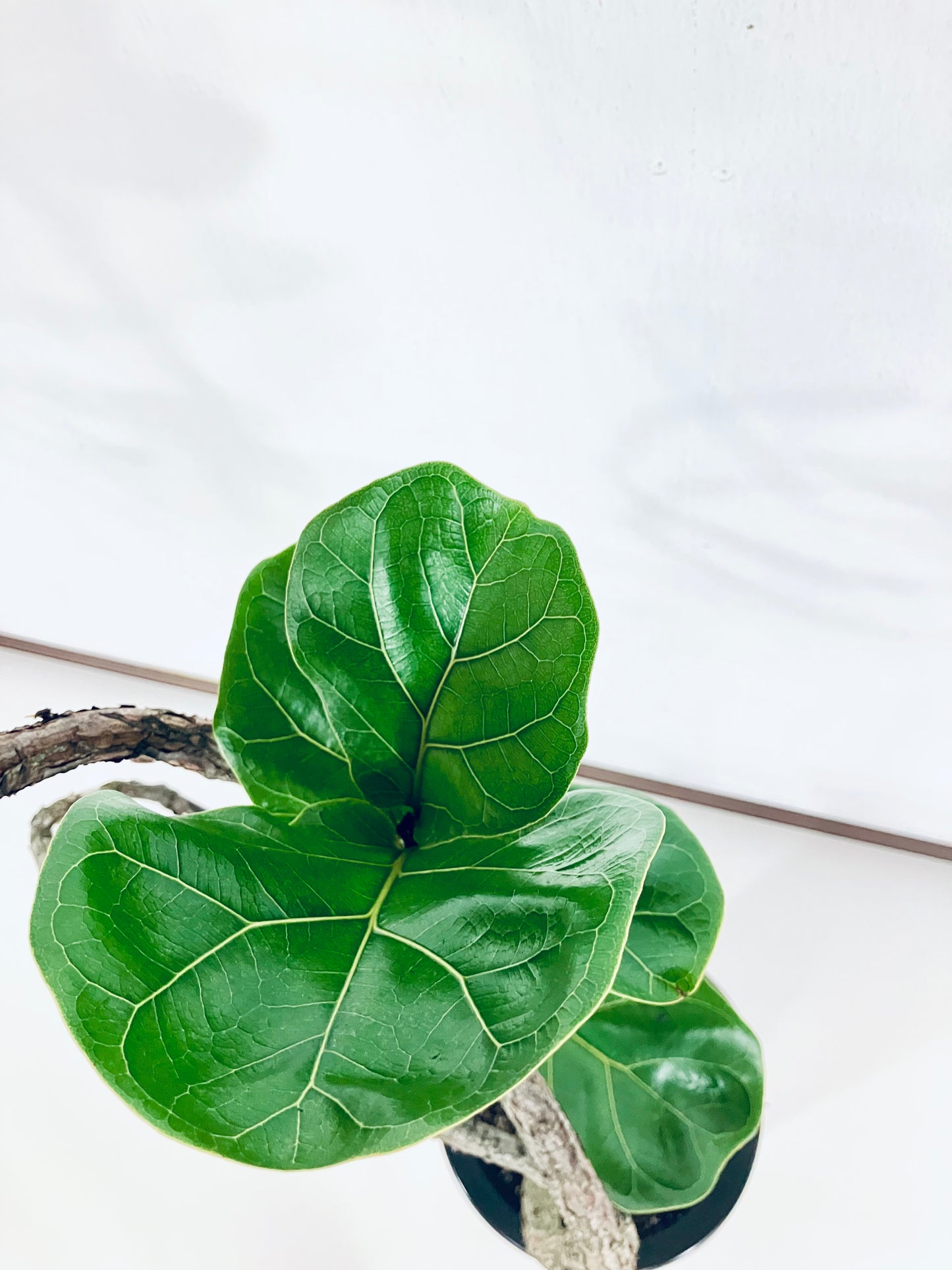 【Unique Form】バンビーノ 8号（高さ：132cm、幅：37cm）#12