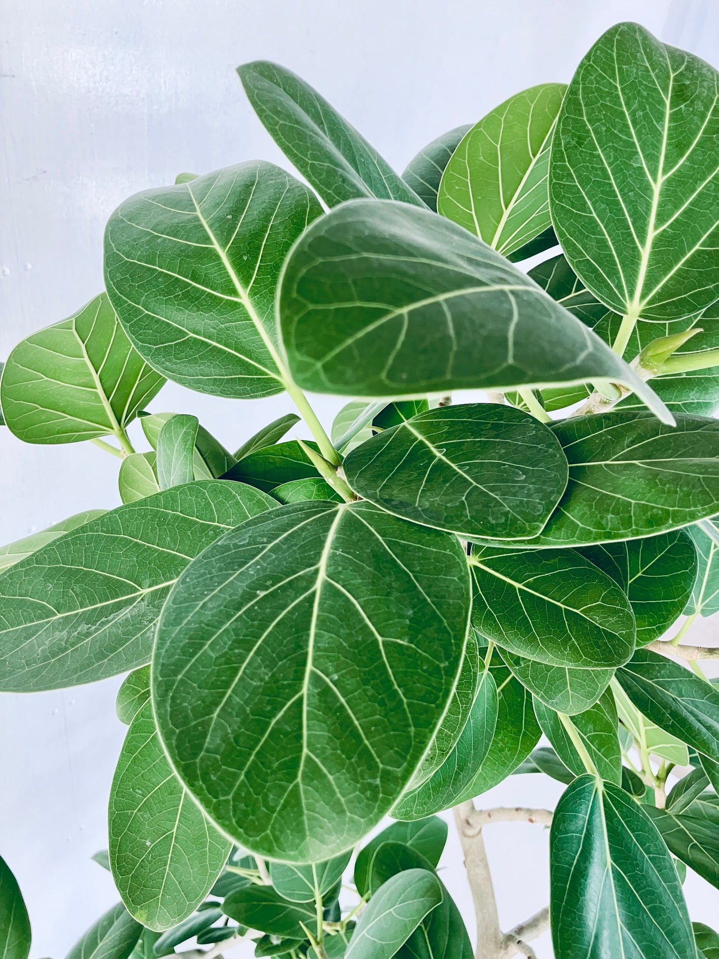 現品商品@1 ベンガレンシス 10号（高さ：172cm、幅：85cm）