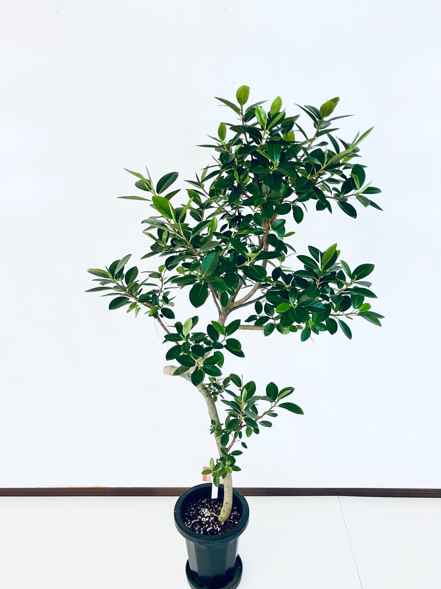 現品商品@4 フランスゴム 8号（高さ：150cm、幅：74cm）