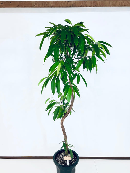 現品商品＠3 アムステルダム 10号（高さ：183cm、幅：85cm）