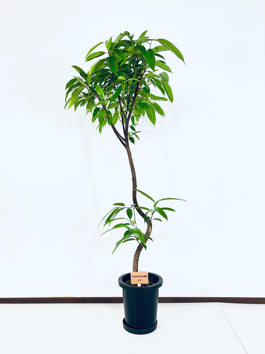 現品商品＠1 アムステルダム 8号（高さ：160cm、幅：62cm）