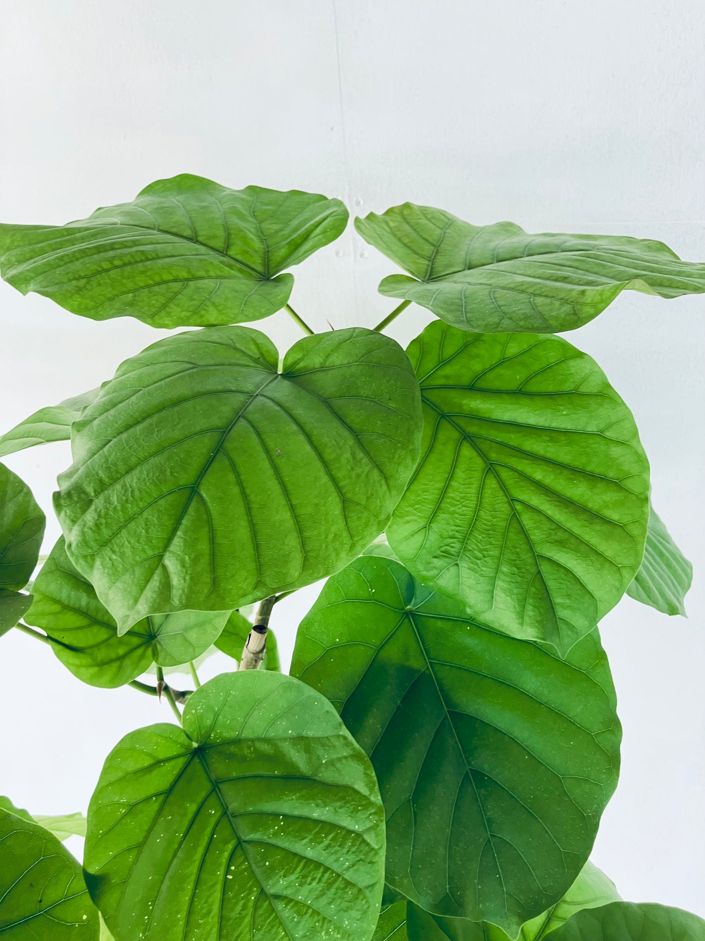 現品商品＠5 ウンベラータ 10号（高さ：180cm、幅：120cm）