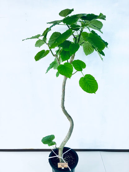 現品商品＠2 ウンベラータ 10号（高さ：175cm、幅：82cm）