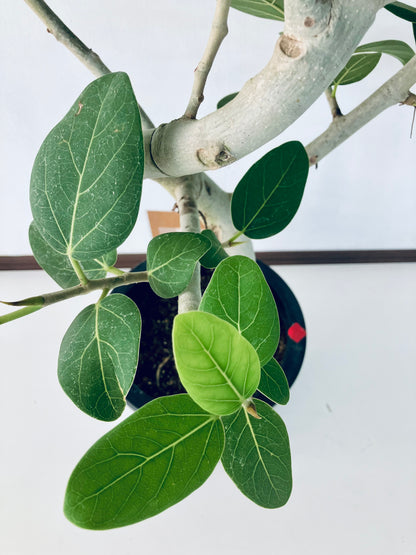 現品商品＠5 ベンガレンシス 8号（高さ：134cm、幅：90cm）