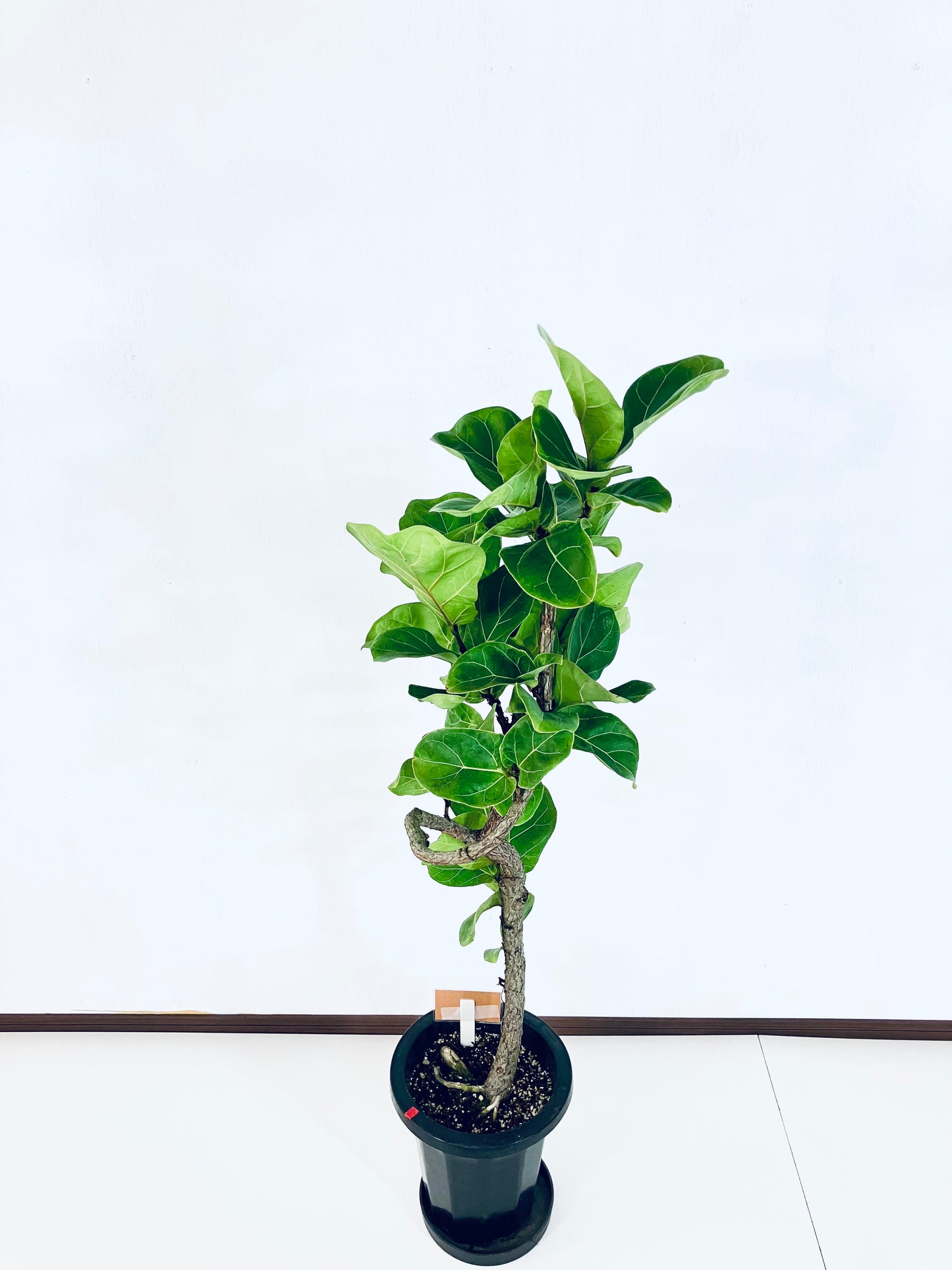 現品商品＠3 バンビーノ 8号（高さ：126cm、幅：42cm）