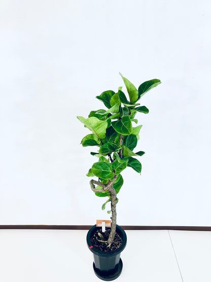 現品商品＠3 バンビーノ 8号（高さ：126cm、幅：42cm）