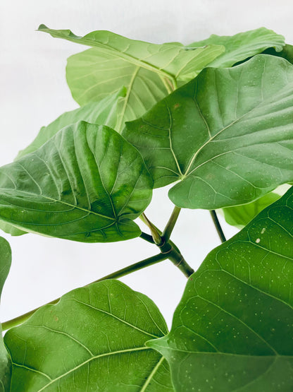 現品商品＠5 ウンベラータ 8号 曲がりМ（高さ：127cm、幅：80cm）