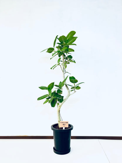 現品商品＠1 ベンガレンシス 8号（高さ：131cm、幅：57cm）