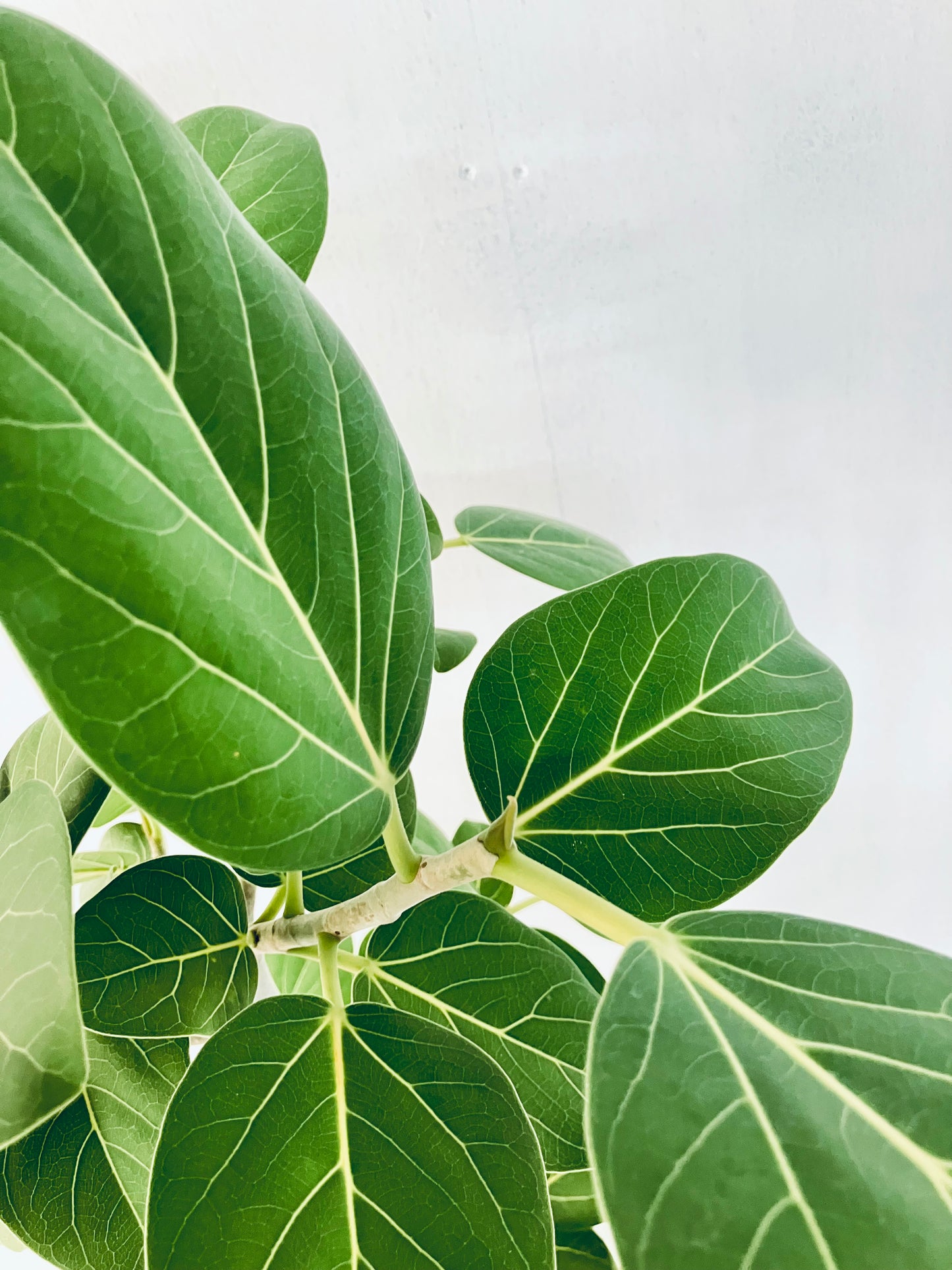 現品商品＠1 ベンガレンシス 8号（高さ：131cm、幅：57cm）