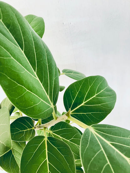 現品商品＠1 ベンガレンシス 8号（高さ：131cm、幅：57cm）