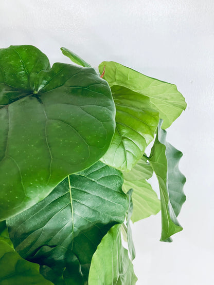 現品商品＠4 ウンベラータ 10号（高さ：183cm、幅：85cm）