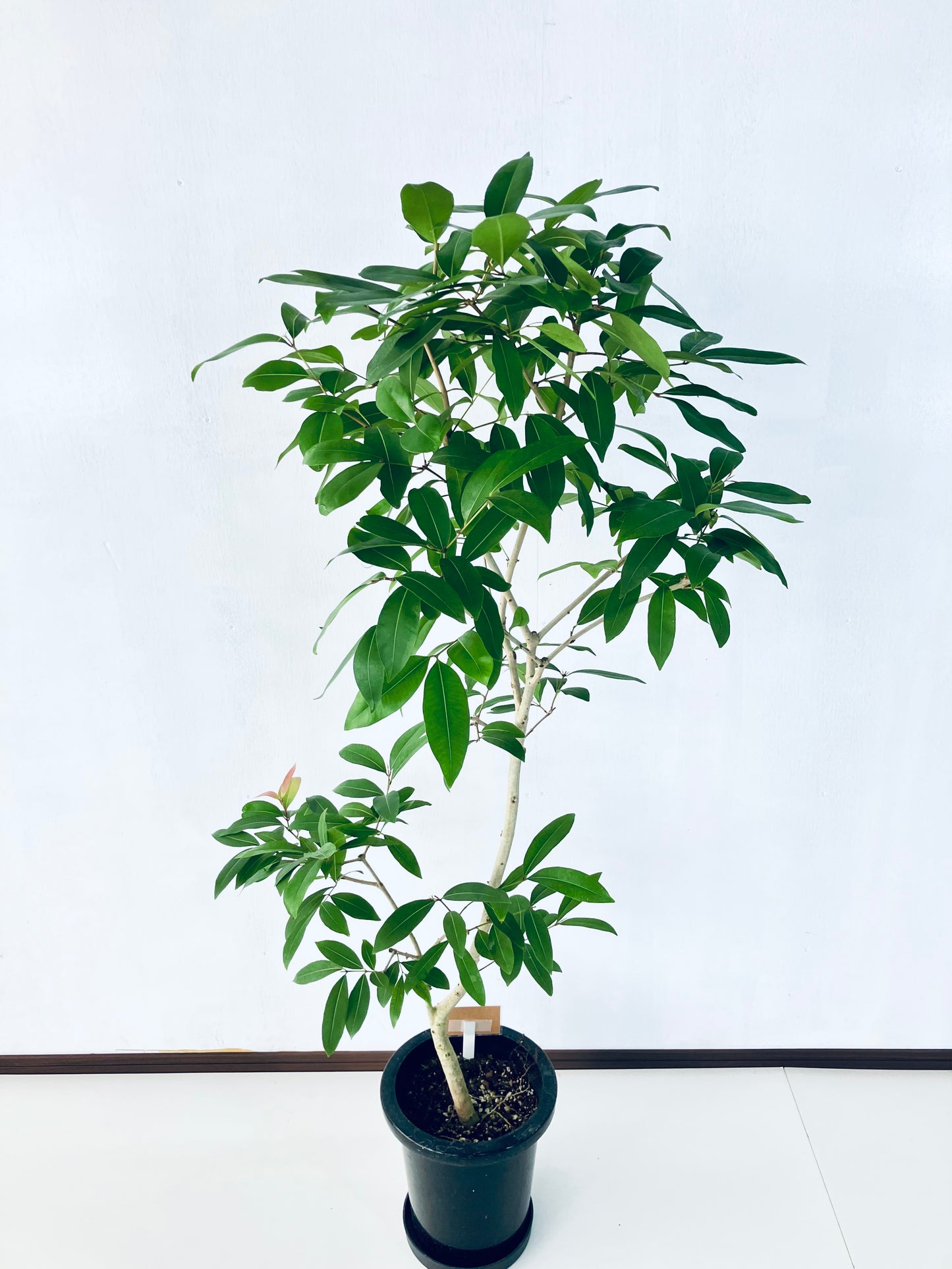 現品商品＠3 アマゾンオリーブ 8号（高さ：146cm、幅：75cm）