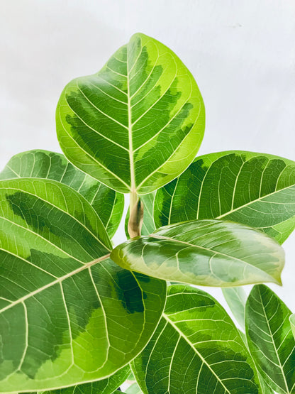 現品商品@6 アルテシマ 10号（高さ：158cm、幅：70cm）