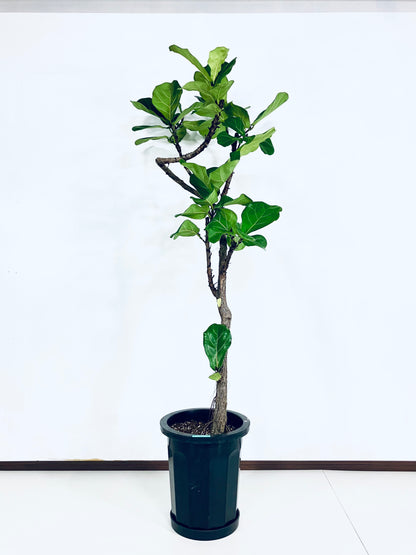 【Unique Form】カシワバゴム 10号（高さ：166cm、幅：70cm）#3