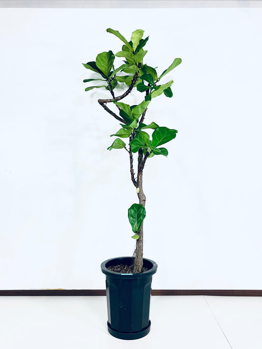 【Unique Form】カシワバゴム 10号（高さ：166cm、幅：70cm）#3