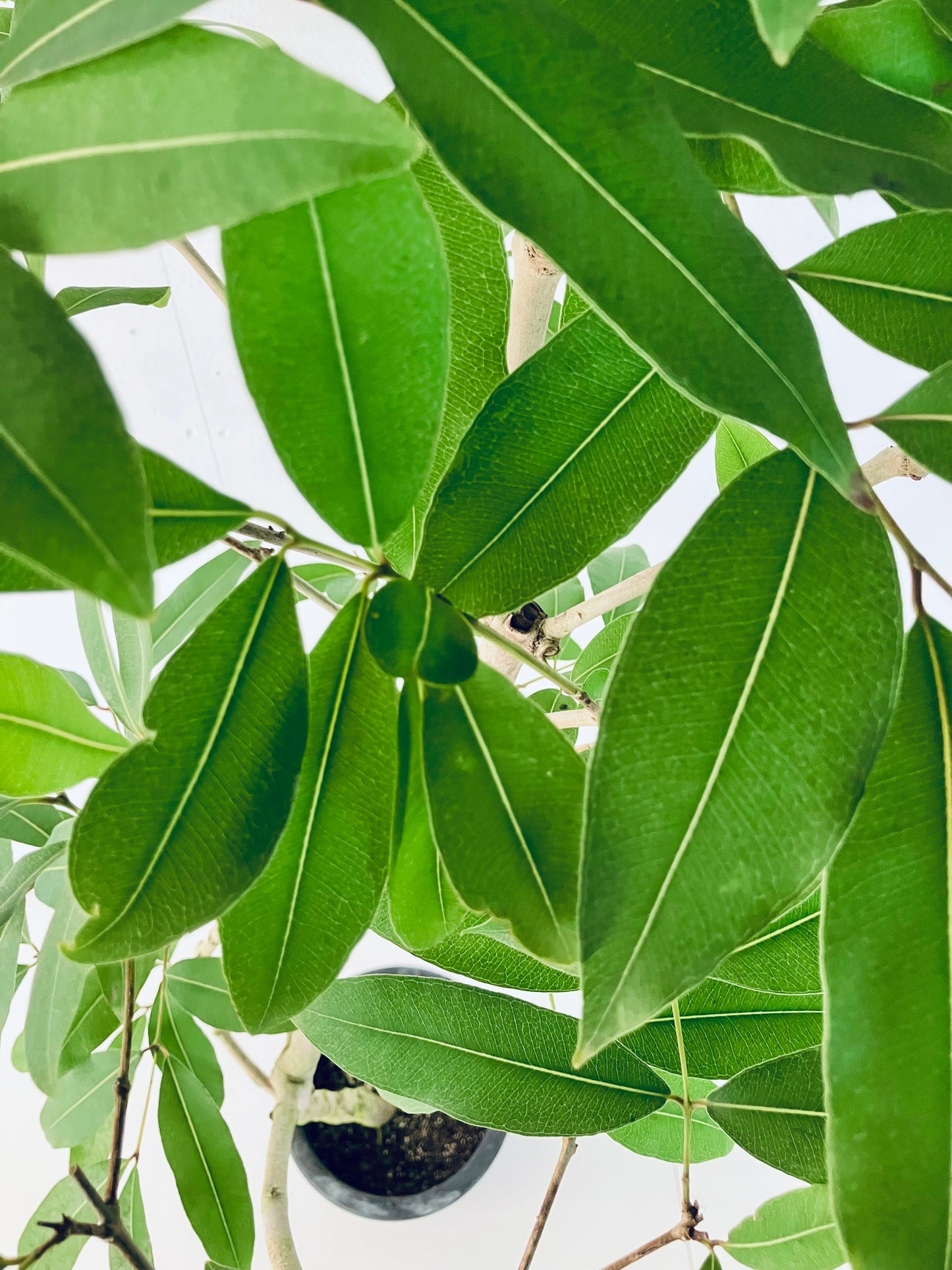 現品商品＠1 アマゾンオリーブ 8号（高さ：163cm、幅：65cm）