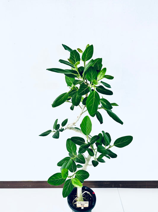 現品商品＠3 ベンガレンシス 8号（高さ：149cm、幅：80cm）