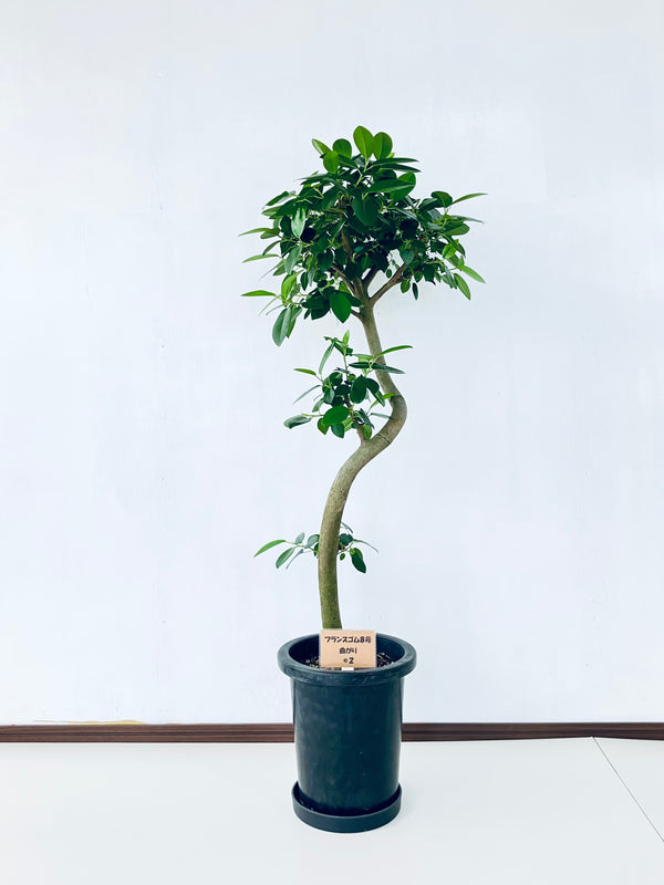 現品商品@2 フランスゴム 8号（高さ：120cm、幅：47cm）