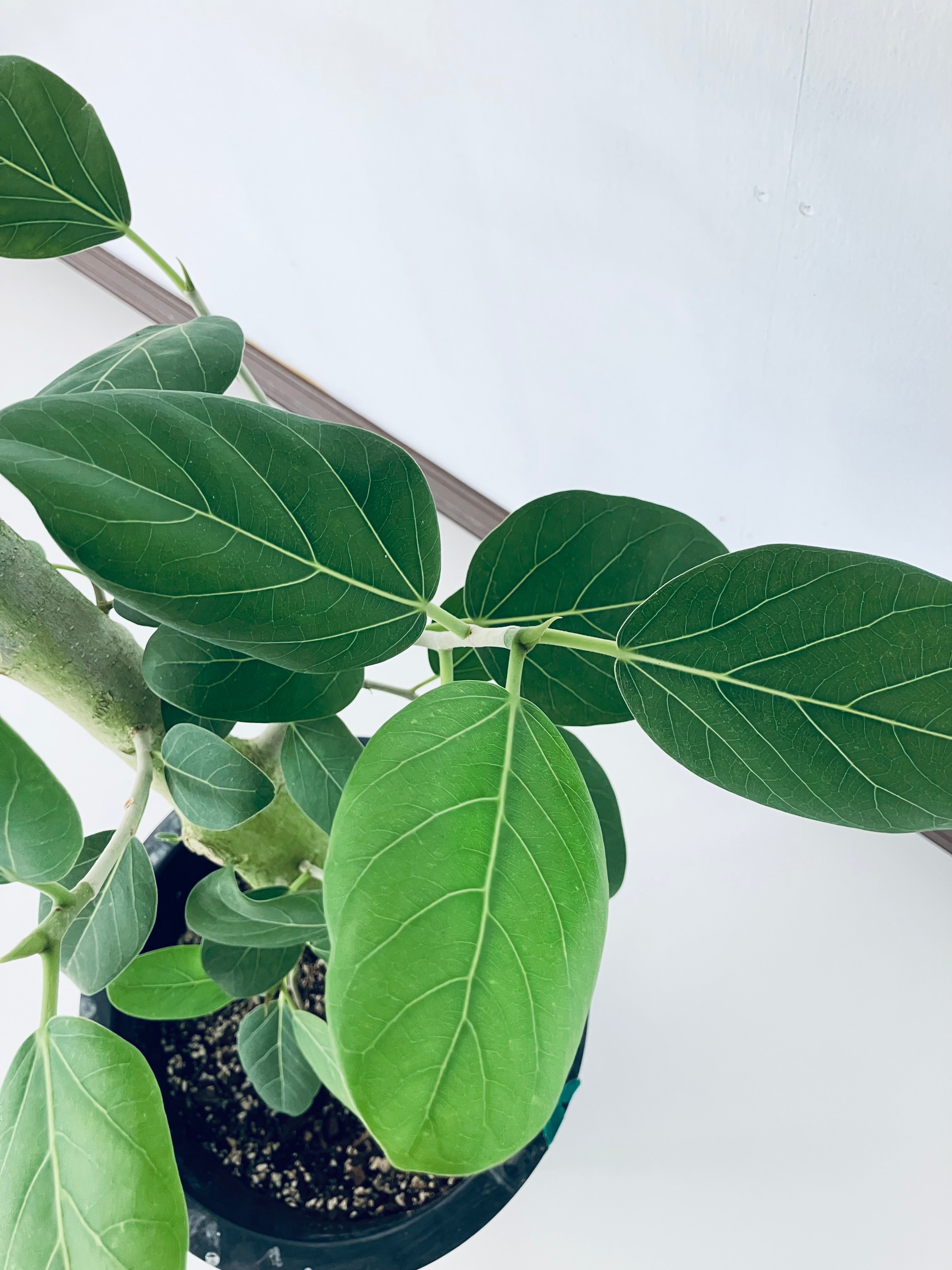 フィカス・ベンガレンシス 10号の現品商品 | 観葉植物通販AONOKI