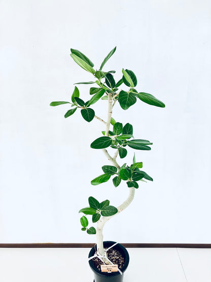 現品商品@8 ベンガレンシス 8号（高さ：146cm、幅：56cm）