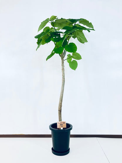 現品商品＠5 ウンベラータ 8号（高さ：145cm、幅：71cm）