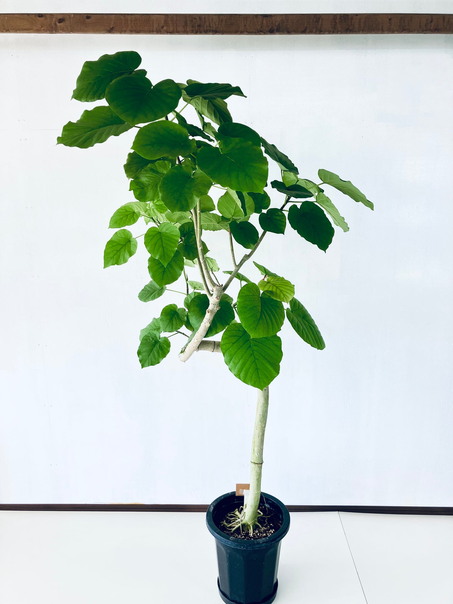 現品商品＠3 ウンベラータ 10号 曲がり（高さ：180cm、幅：105cm）