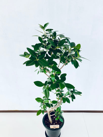 現品商品@4 フランスゴム 8号（高さ：132cm、幅：62cm）