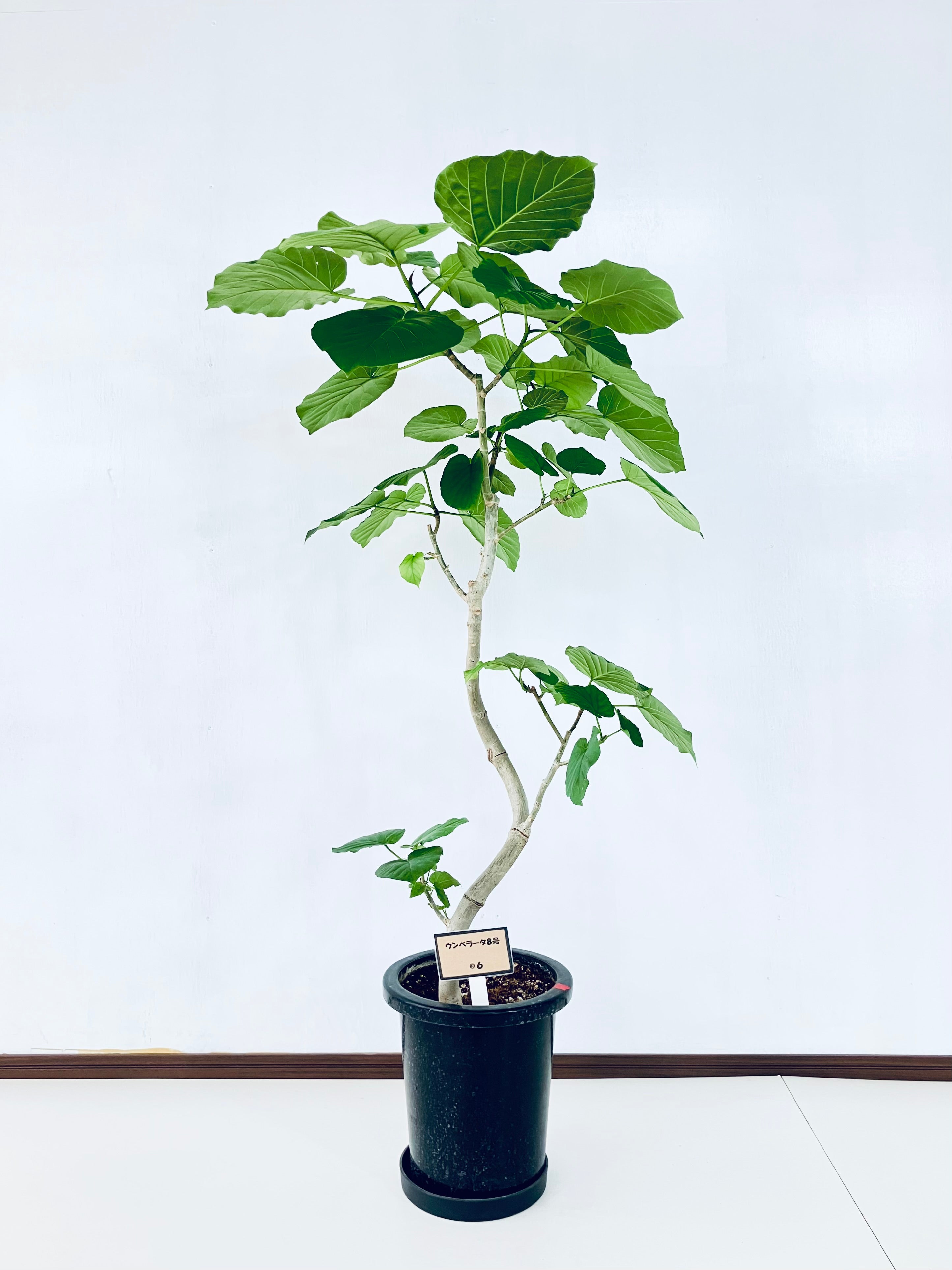 ウンベラータの通販 | 観葉植物の通販はAONOKI（あおのき）