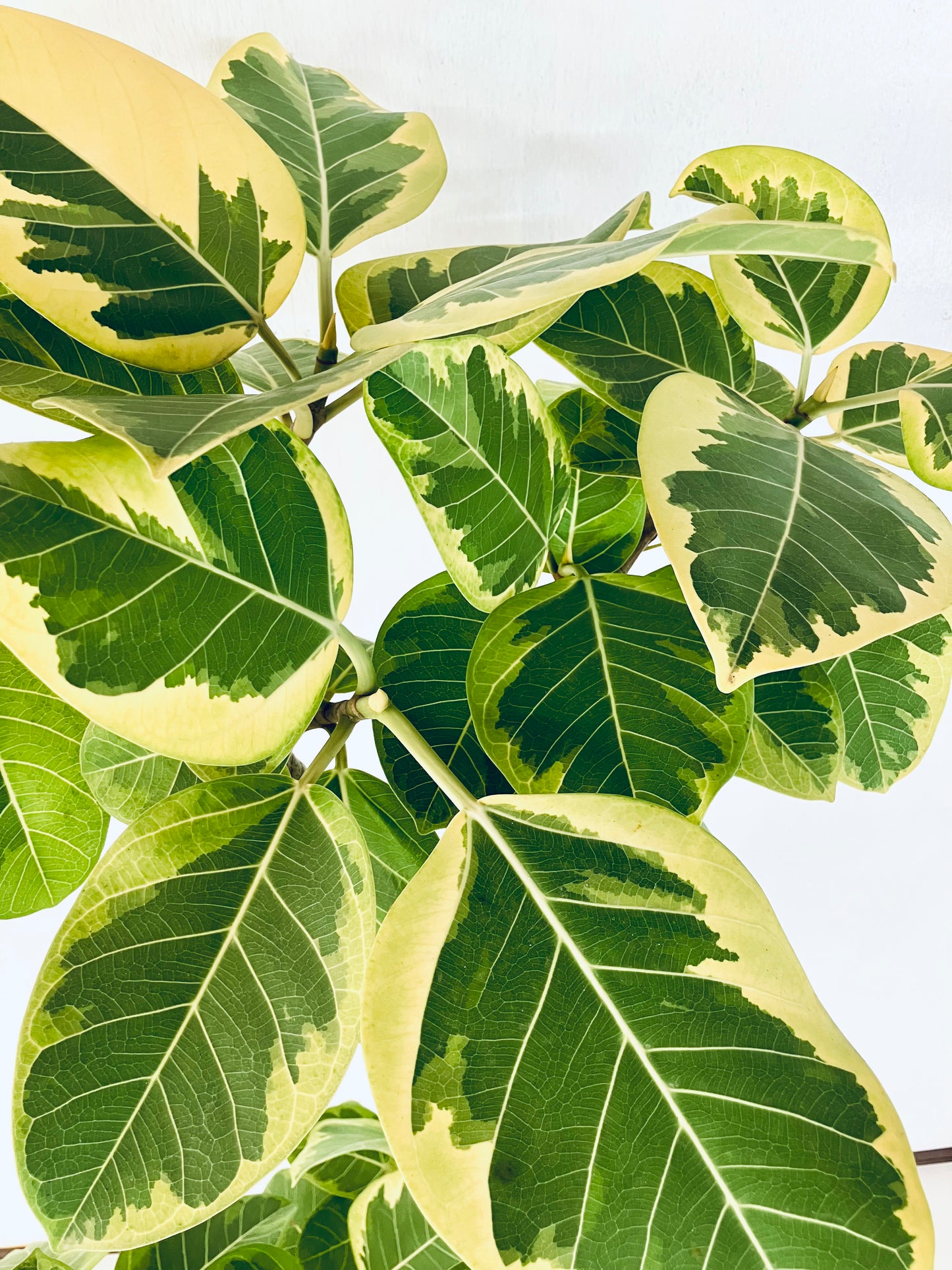 現品商品@2 アルテシマ 10号（高さ：172cm 幅：87cm）